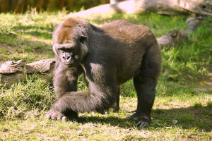 gorilla